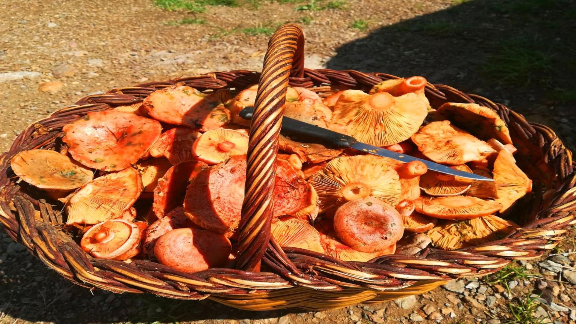 El Descans De L'Oreneta Camprodon Luaran gambar